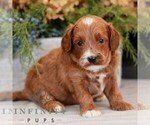 Small #2 Cavapoo (Miniature)