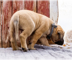 Small Photo #88 Mastiff Puppy For Sale in WAKARUSA, IN, USA