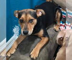 Small #2 Labrador Retriever Mix