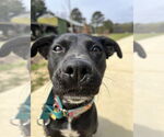 Small #2 Labrador Retriever Mix