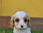 Small Photo #17 Cavapoo Puppy For Sale in PHOENIX, AZ, USA
