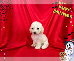 Maltipoo Puppy for sale in SAN FRANCISCO, CA, USA