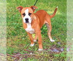 Small #2 American Pit Bull Terrier