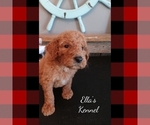 Small Photo #12 Poodle (Standard) Puppy For Sale in BRADFORDSVILLE, KY, USA