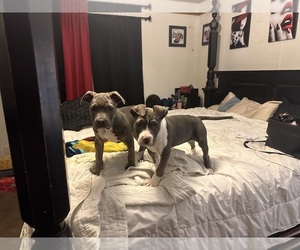 American Staffordshire Terrier Puppy for sale in CONYERS, GA, USA