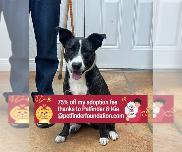 Medium Photo #7 Border Collie-Unknown Mix Puppy For Sale in Bolivar, MO, USA