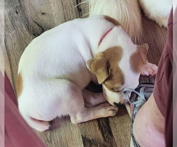 Medium Photo #11 Boxer-Unknown Mix Puppy For Sale in Hinton, WV, USA