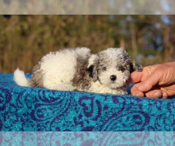 Medium Photo #6 Goldendoodle (Miniature) Puppy For Sale in DYERSBURG, TN, USA