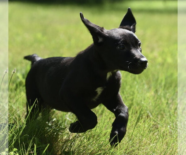Medium Photo #5 Shepweiller Puppy For Sale in Mechanicsburg, PA, USA