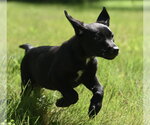 Small #4 Shepweiller