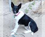 Small Photo #7 Mutt Puppy For Sale in Paso Robles, CA, USA