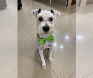 Father of the Schnauzer (Miniature) puppies born on 09/28/2025