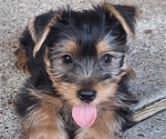 Small #1 Yorkshire Terrier