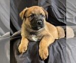 Puppy Pink German Shepherd Dog-Malinois Mix