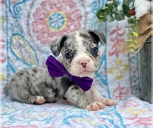French Bulldog Puppy for sale in LANCASTER, PA, USA