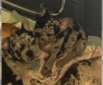 Small #18 French Bulldog