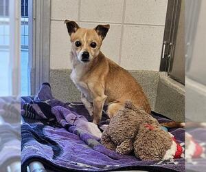 Chihuahua Dogs for adoption in San Martin, CA, USA