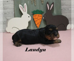 Small #7 Cavalier King Charles Spaniel