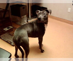 Mutt Dogs for adoption in Martinez, CA, USA