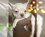 Small Photo #13 French Bulldog Puppy For Sale in WEST DEPTFORD, NJ, USA