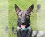 Small German Shepherd Dog