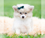 Puppy Lucas Pomeranian