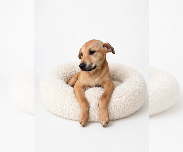 Medium Photo #1 Shiba Inu-Unknown Mix Puppy For Sale in San Andreas, CA, USA
