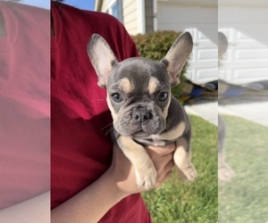French Bulldog Puppy for sale in MURRIETA, CA, USA