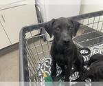 Small Great Dane Mix