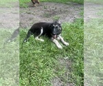 Image preview for Ad Listing. Nickname: Litter of 3