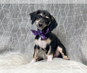 Poodle (Miniature) Puppy for sale in LAKELAND, FL, USA