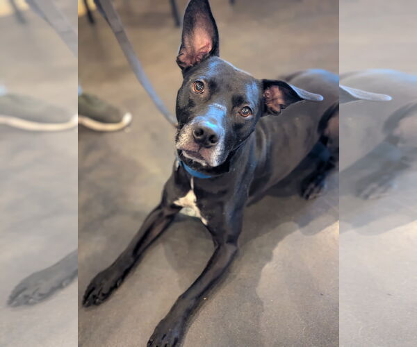 Medium Photo #3 Labrador Retriever-Unknown Mix Puppy For Sale in Holly Springs, NC, USA