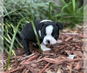 Boston Terrier Puppy for sale in WASHBURN, MO, USA