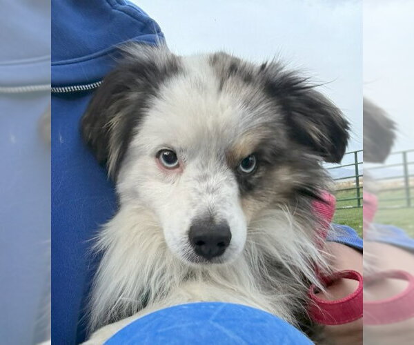 Medium Photo #5 Australian Shepherd Puppy For Sale in MIDWAY, UT, USA