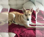 Small #6 Siberian Husky Mix