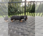 Small #20 Dachshund