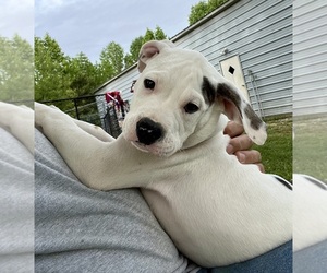 American Bulldog Puppy for sale in MILLS RIVER, NC, USA