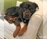 Small #7 Rottweiler Mix