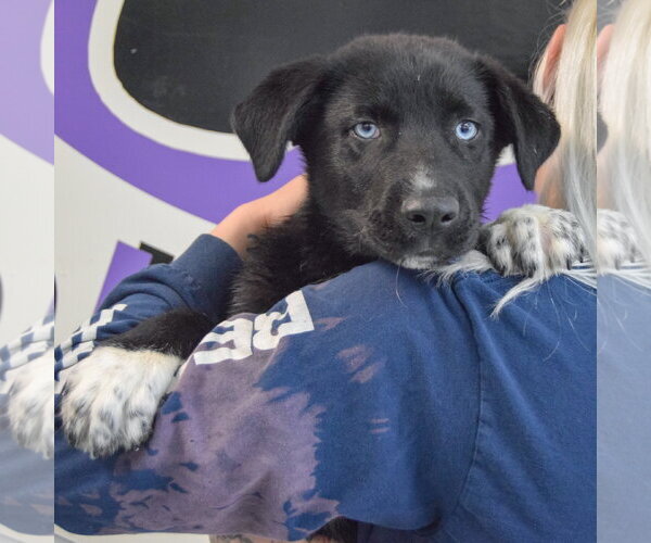 Medium Photo #5 Gerberian Shepsky Puppy For Sale in Huntley, IL, USA