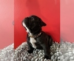 Small Photo #21 French Bulldog Puppy For Sale in NEWARK, NJ, USA