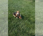 Image preview for Ad Listing. Nickname: Litter of 5