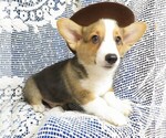 Small Photo #4 Pembroke Welsh Corgi Puppy For Sale in NORWOOD, MO, USA