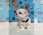 Small #5 Maltese