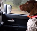 Small Photo #12 German Shorthaired Pointer Puppy For Sale in ALFORD, FL, USA
