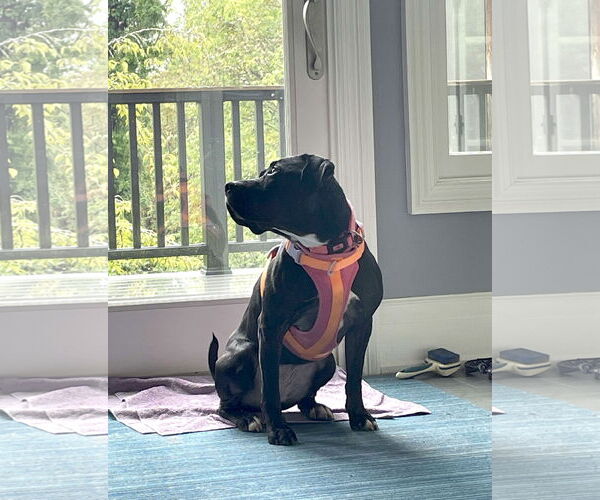 Medium Photo #2 American Pit Bull Terrier-Unknown Mix Puppy For Sale in Forest, VA, USA