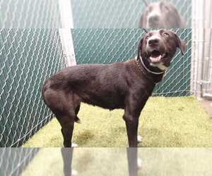 German Shepherd Dog-Unknown Mix Dogs for adoption in Downey, CA, USA