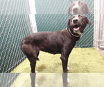 FLOWER - Female German Shepherd Dog-Unknown Mix Dog for Adoption - Small photo