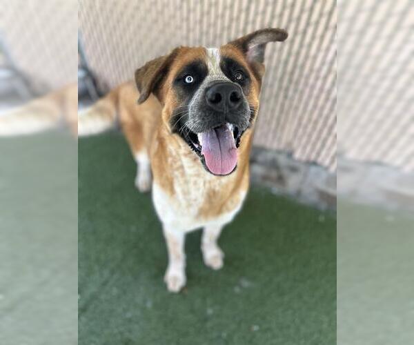 Medium Photo #2 Saint Bernard-Unknown Mix Puppy For Sale in Chula Vista, CA, USA