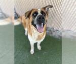 Small #1 Saint Bernard Mix