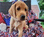 Small Photo #30 Labrador Retriever Puppy For Sale in BUFFALO, NY, USA